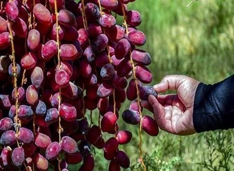 تصویر 2 از خرید و قیمت خرما مضافتی خوشه ای + فروش صادراتی